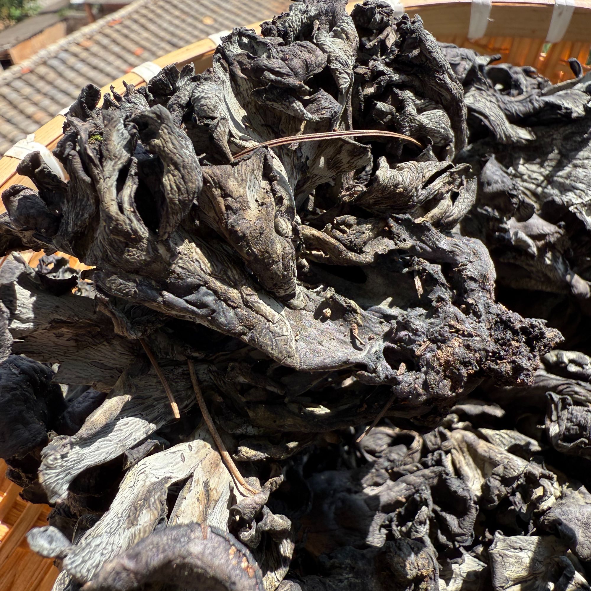 【梅干巴菌】云南香格里拉梅干巴菌香气浓郁清脆