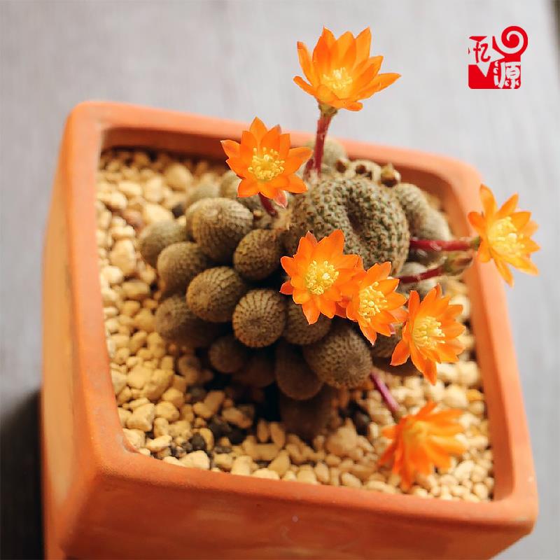品牌折扣橙花宝山仙人球类客厅办公室桌面盆栽室内开花多肉植物含