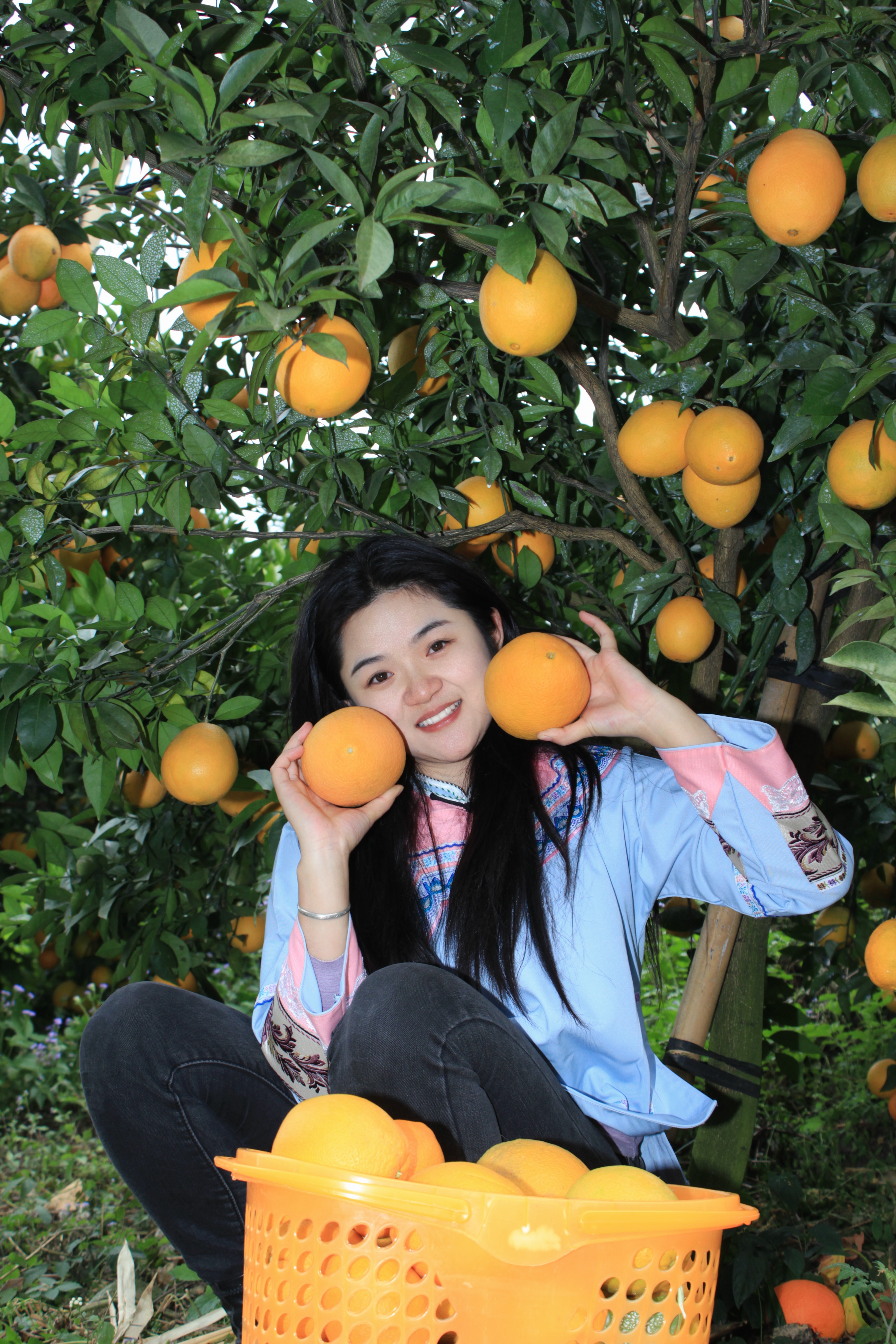 法绕凉山高山种植新鲜采摘正宗脐橙果园直发香甜多汁
