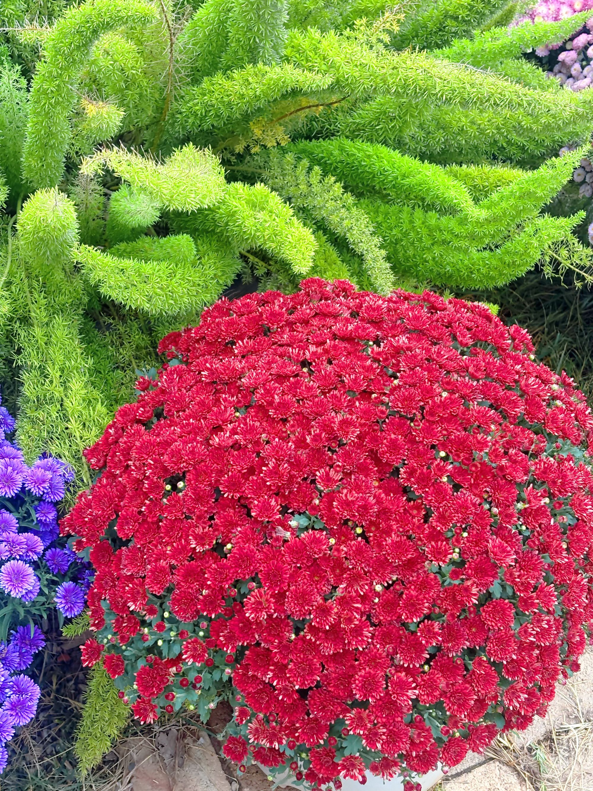 千头球菊2加仑盆《红妆》阳台养护庭院地栽