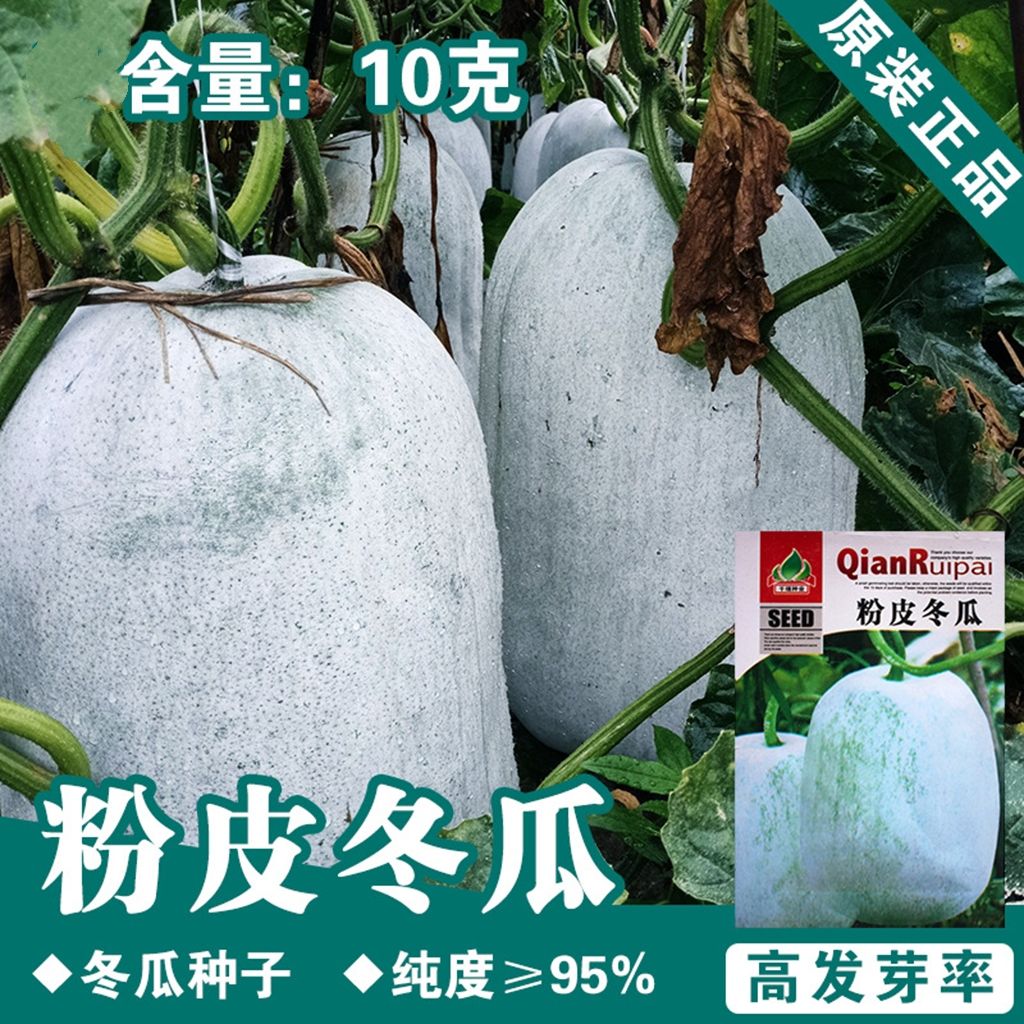 原装高产粉皮冬瓜种子特大皮大冬瓜种籽迷你小冬瓜蔬菜春秋四季
