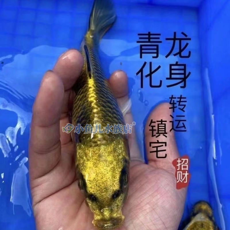 古黄金锦鲤古典鲤鱼观赏鱼淡水熊猫冷水纯种鱼苗招财金鱼龙凤好养