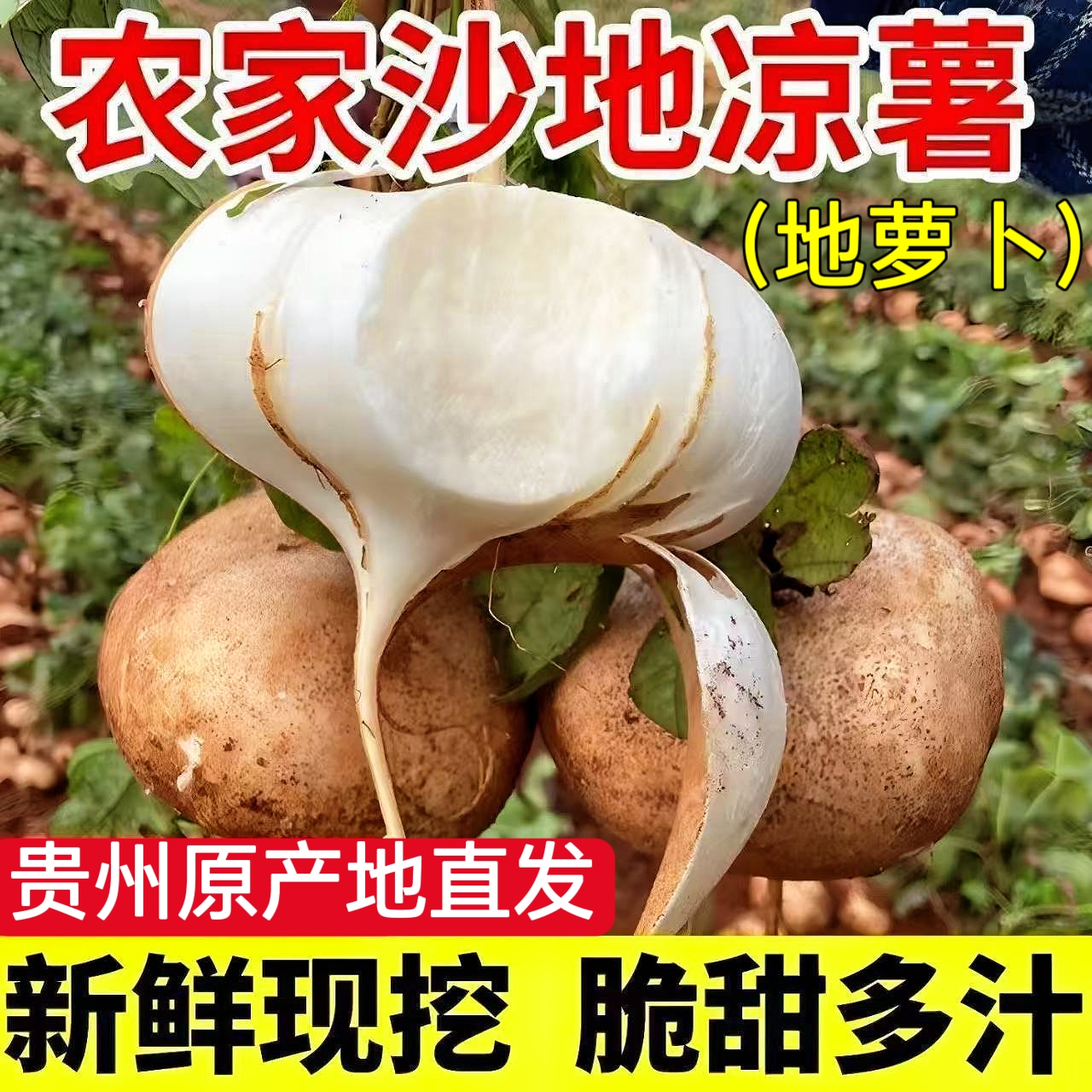 贵州镇宁新鲜地萝卜凉薯地瓜沙葛当季蔬菜水果皮薄肉厚地瓜凉薯