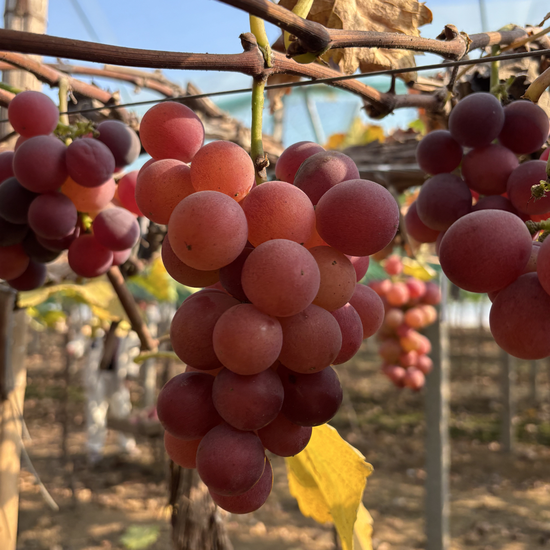 山东龙口巨峰葡萄