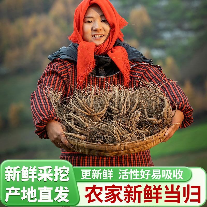 京东包邮【新鲜当归】甘肃岷县当归自然生长煲汤炖汤现挖500g养生