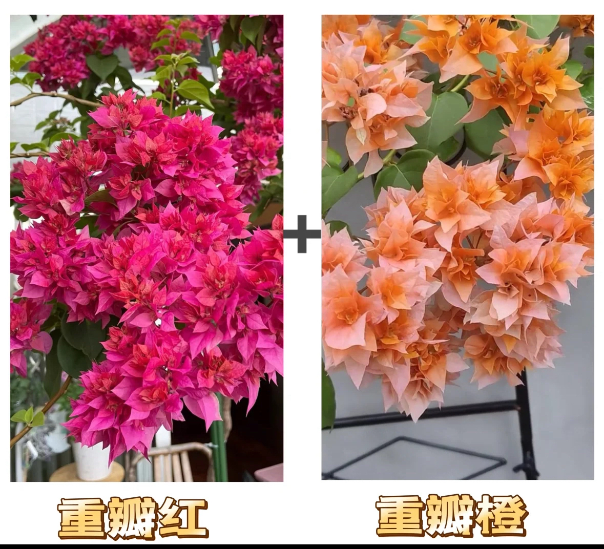 【重瓣红+重瓣橙】到手2棵三角梅基地清仓直邮绿植阳台盆栽植物