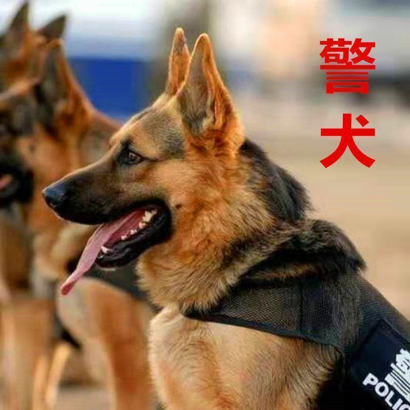 德国牧羊犬德牧幼犬两个月平背大型军犬警犬小狼狗狗狗活物幼崽