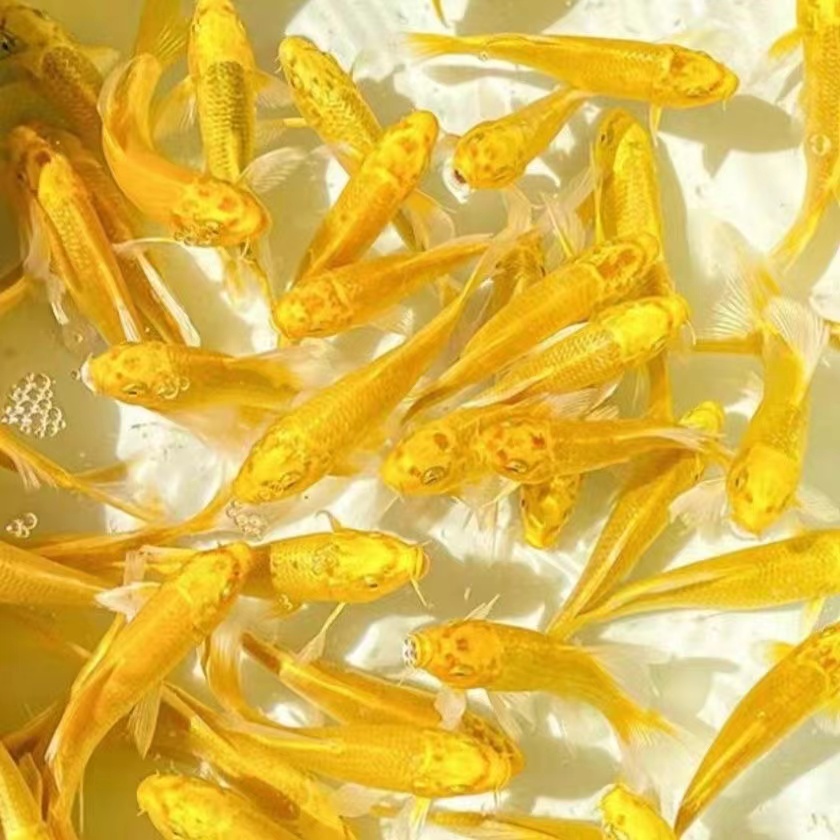 观赏鱼黄金锦鲤冷水鱼黄金龙凤锦鲤小金鱼锦鲤草金短尾小型鱼长尾