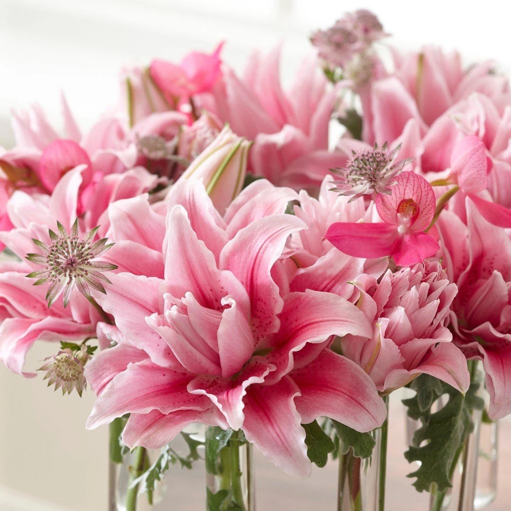 虹越进口 |重瓣百合荷兰种球庭院球根花卉年年复花耐寒耐热