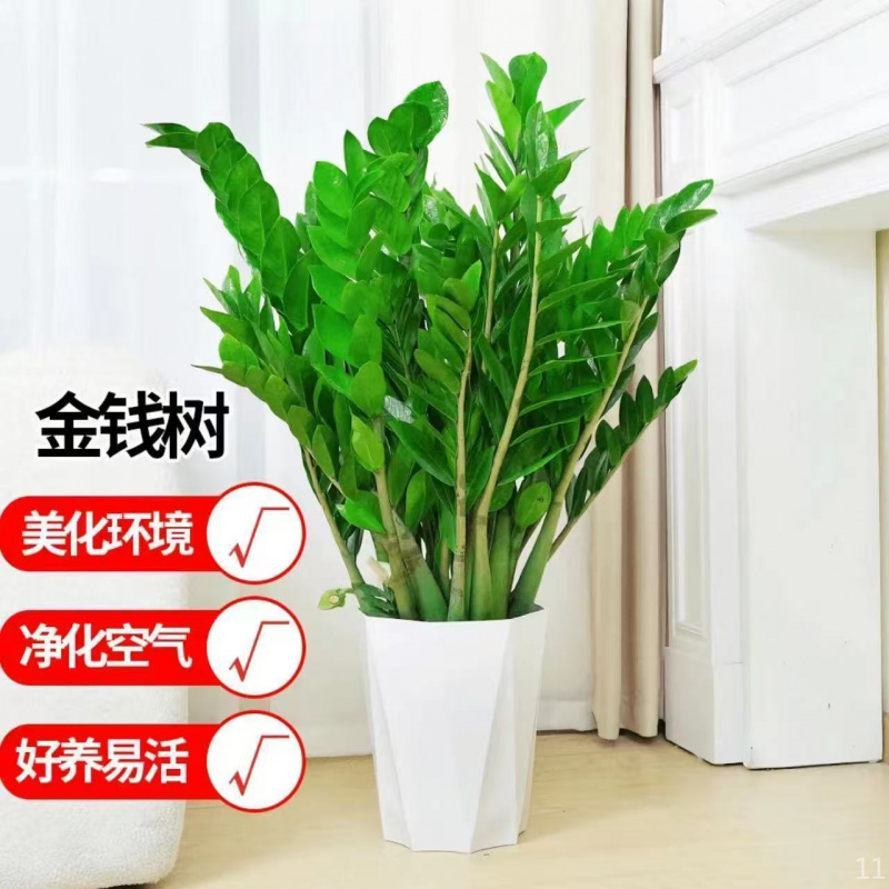 室内好养金钱树盆栽净化空气大型橡皮树卧室客厅绿植盆栽室内圆叶