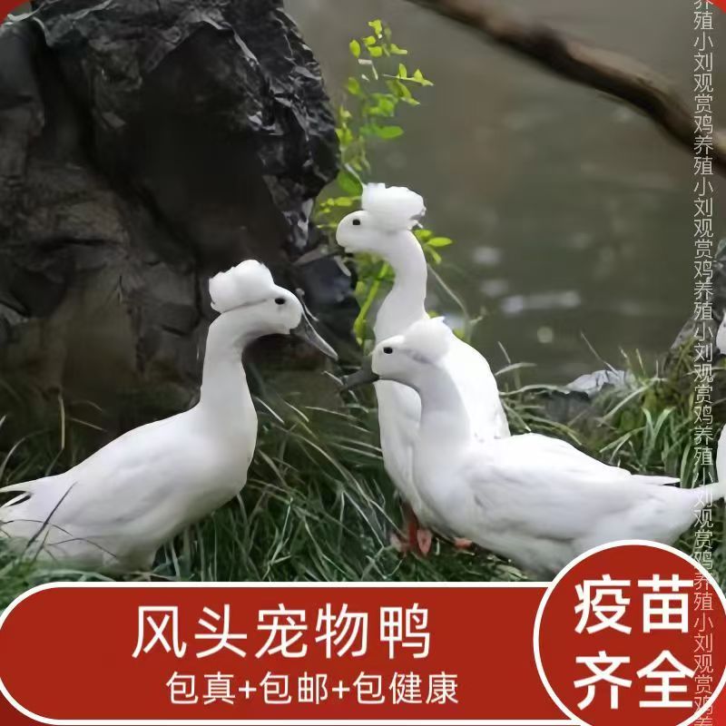 【凤头鸭】白色灰色自选4只装A（售后包到家三天）