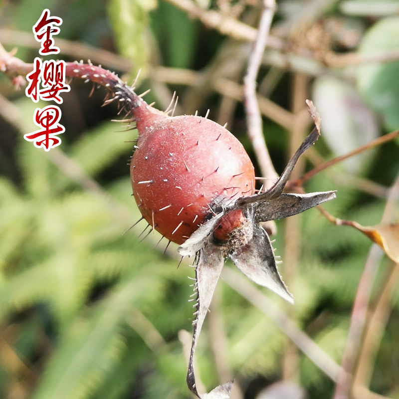 山野兄弟广西深山原生态金樱果高品质精选红果农产品金樱子泡酒料