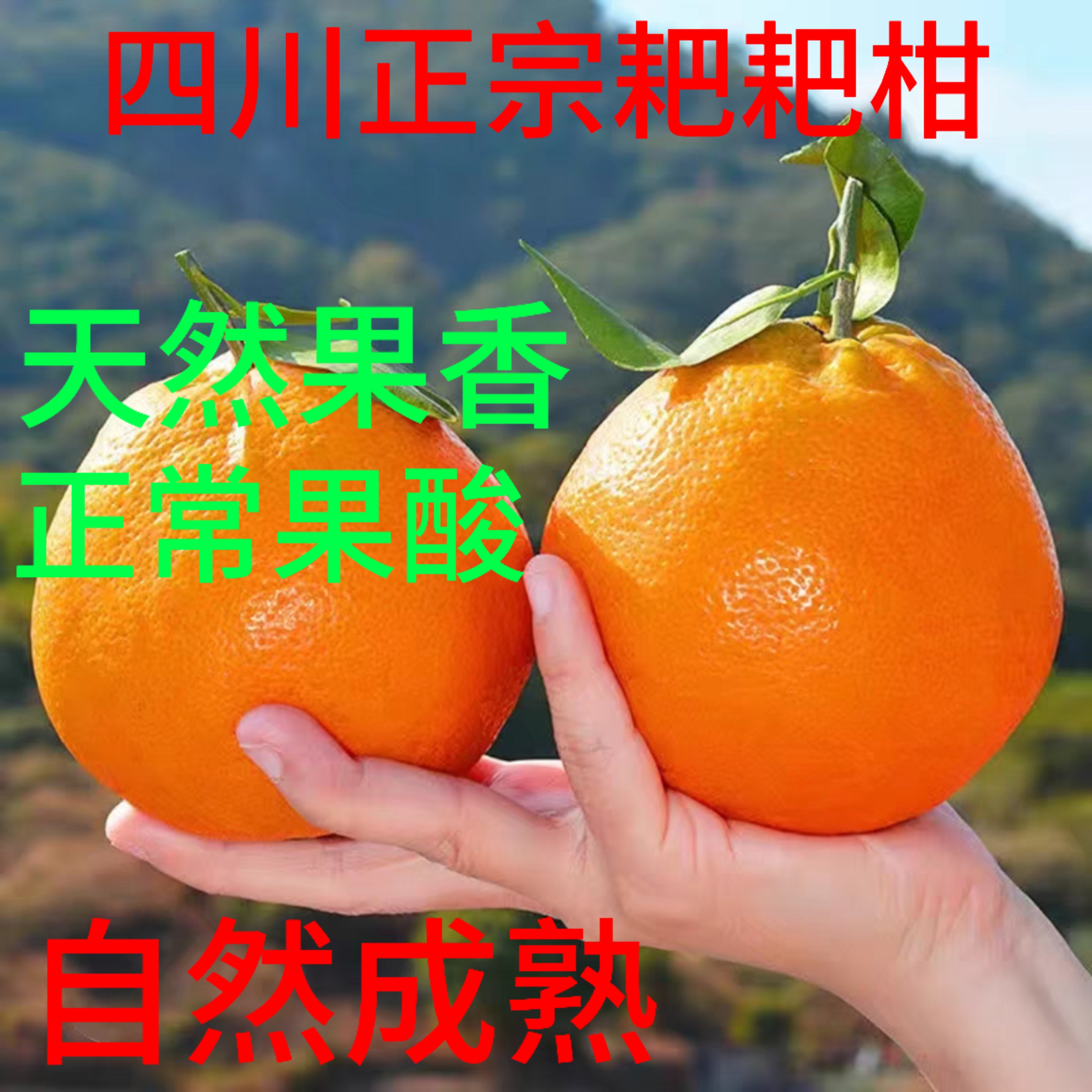 粑粑柑新鲜水果柑橘四川春见耙耙柑微酸自然成熟新鲜采摘带箱10斤