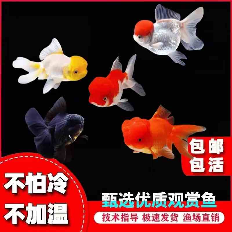 【冷水鱼】金鱼兰寿活体观赏鱼淡水小型新手红手熊猫玉兔寿红白五花