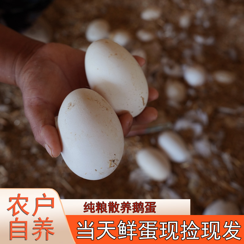 150-175克纯粮散养新鲜土鹅蛋12枚-净重量≥1850克
