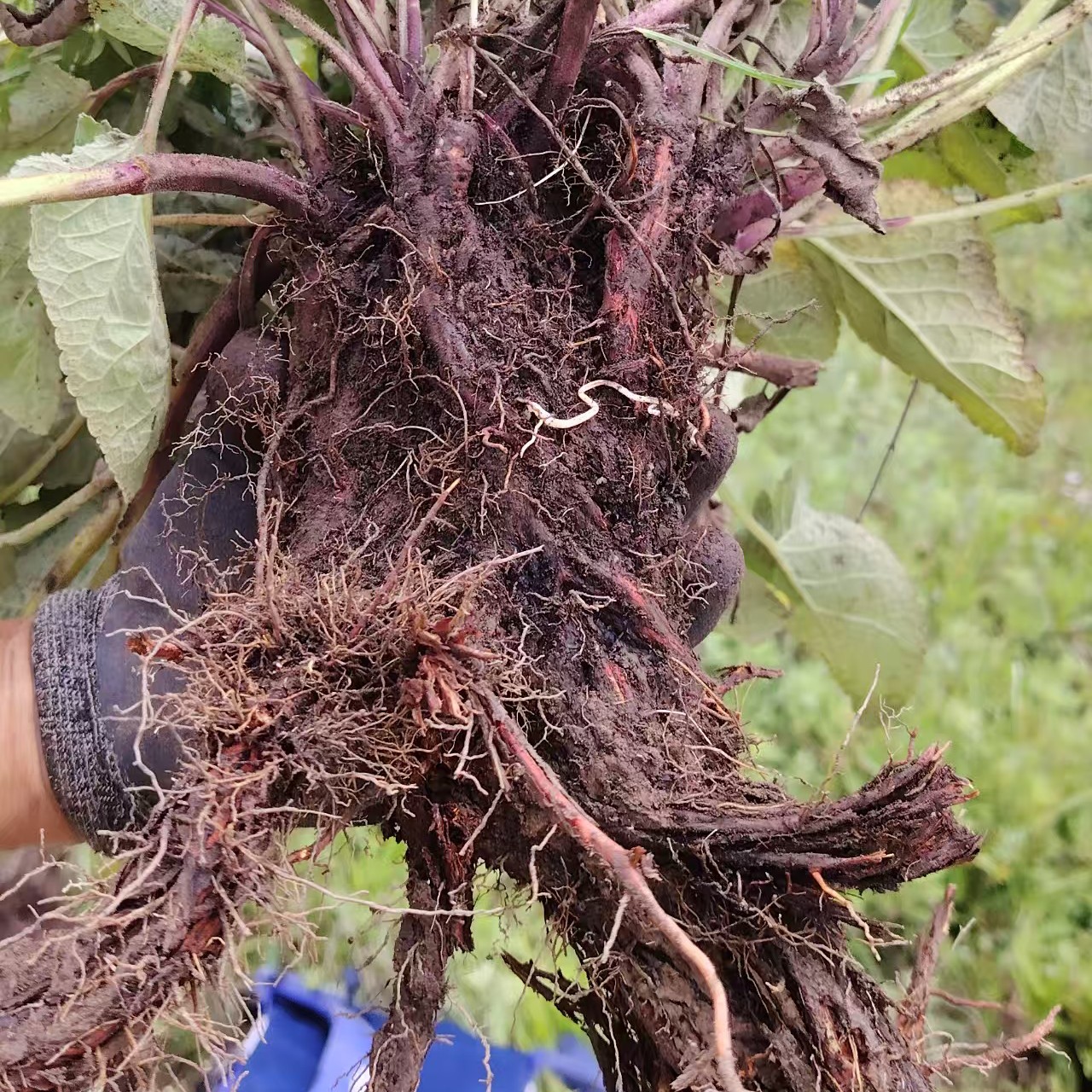 甘肃高原采挖老丹参250g~500g包邮