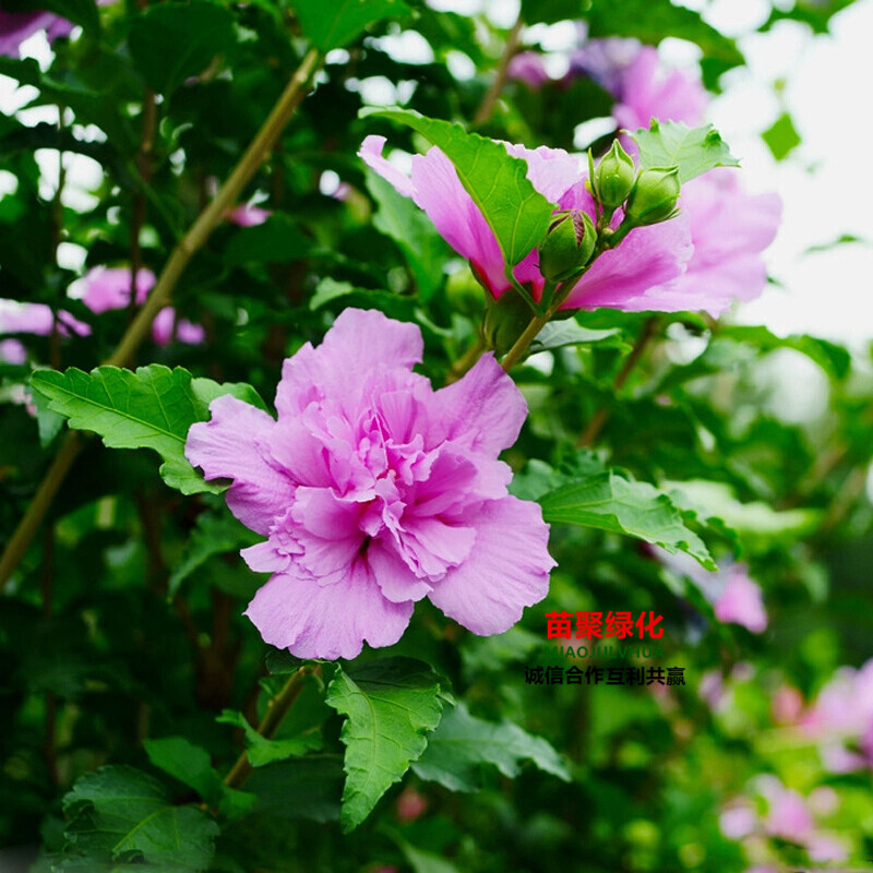 木槿树苗木槿花苗重瓣木槿 当年开花 绿化庭院植物 做篱笆墙 围栏