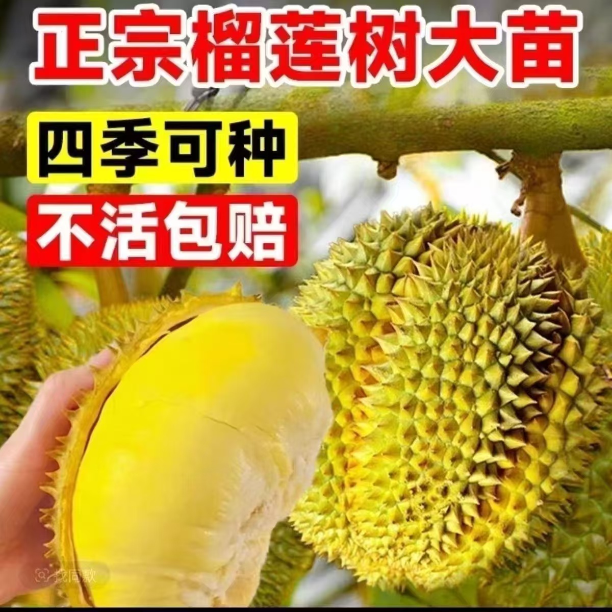 长在大树枝上猫山王金枕成年果树苗高产树苗四季可种5