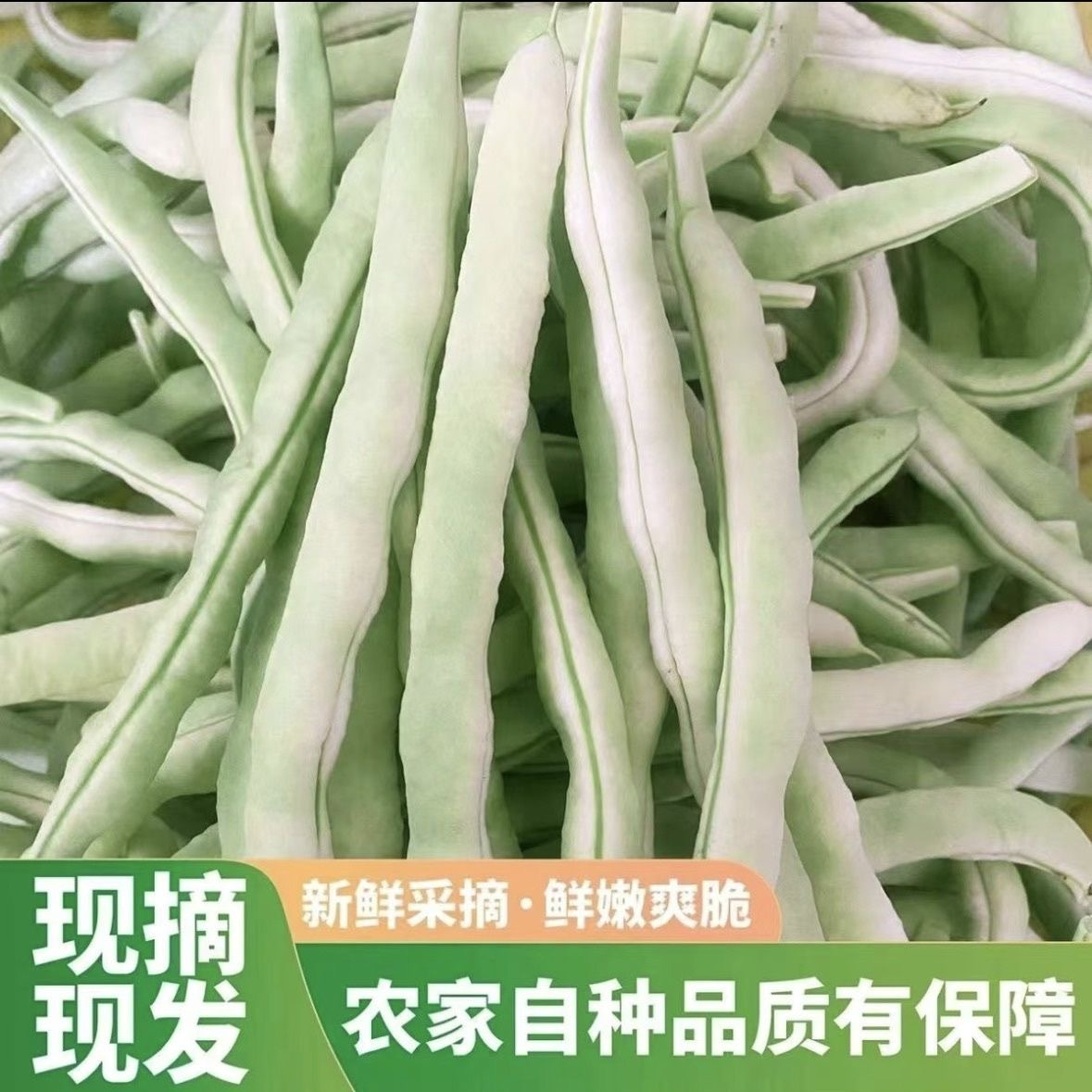 【露天头茬】白不老四季豆角白芸豆农家自种露天新鲜采摘应季蔬菜