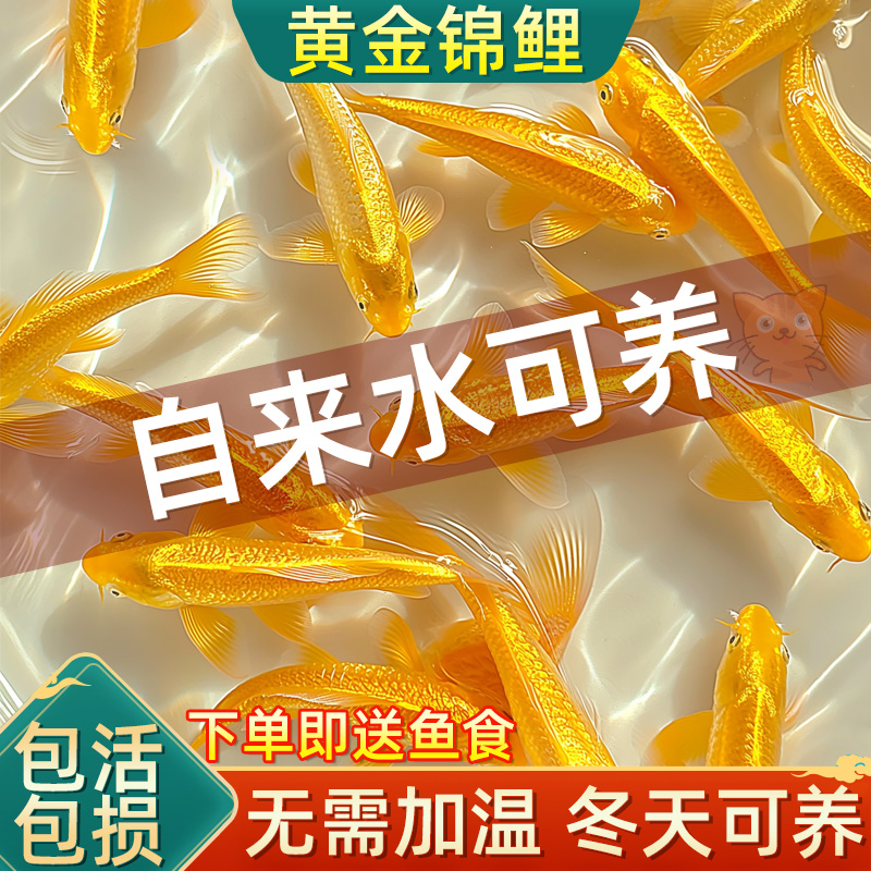 黄金锦鲤活鱼招财鱼金鱼活鱼好养耐活冷水鱼鱼苗活体小金鱼观赏鱼