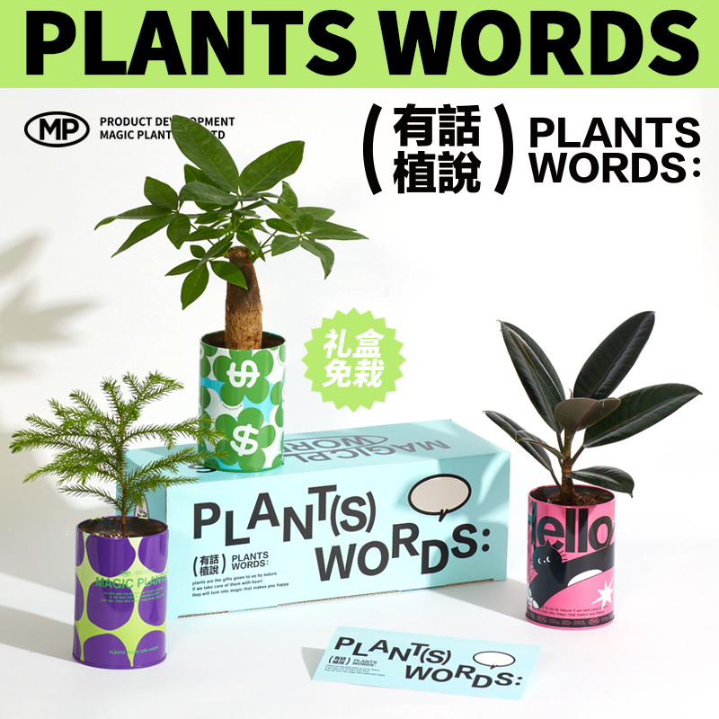 神奇植物-情绪稳定发财树富贵竹植物盆栽室内桌面绿植