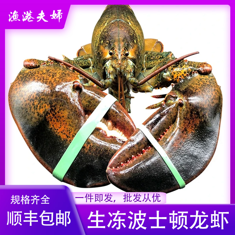生冻波士顿龙虾新鲜速冻大龙虾澳洲龙虾波斯顿澳洲大龙虾海鲜产品