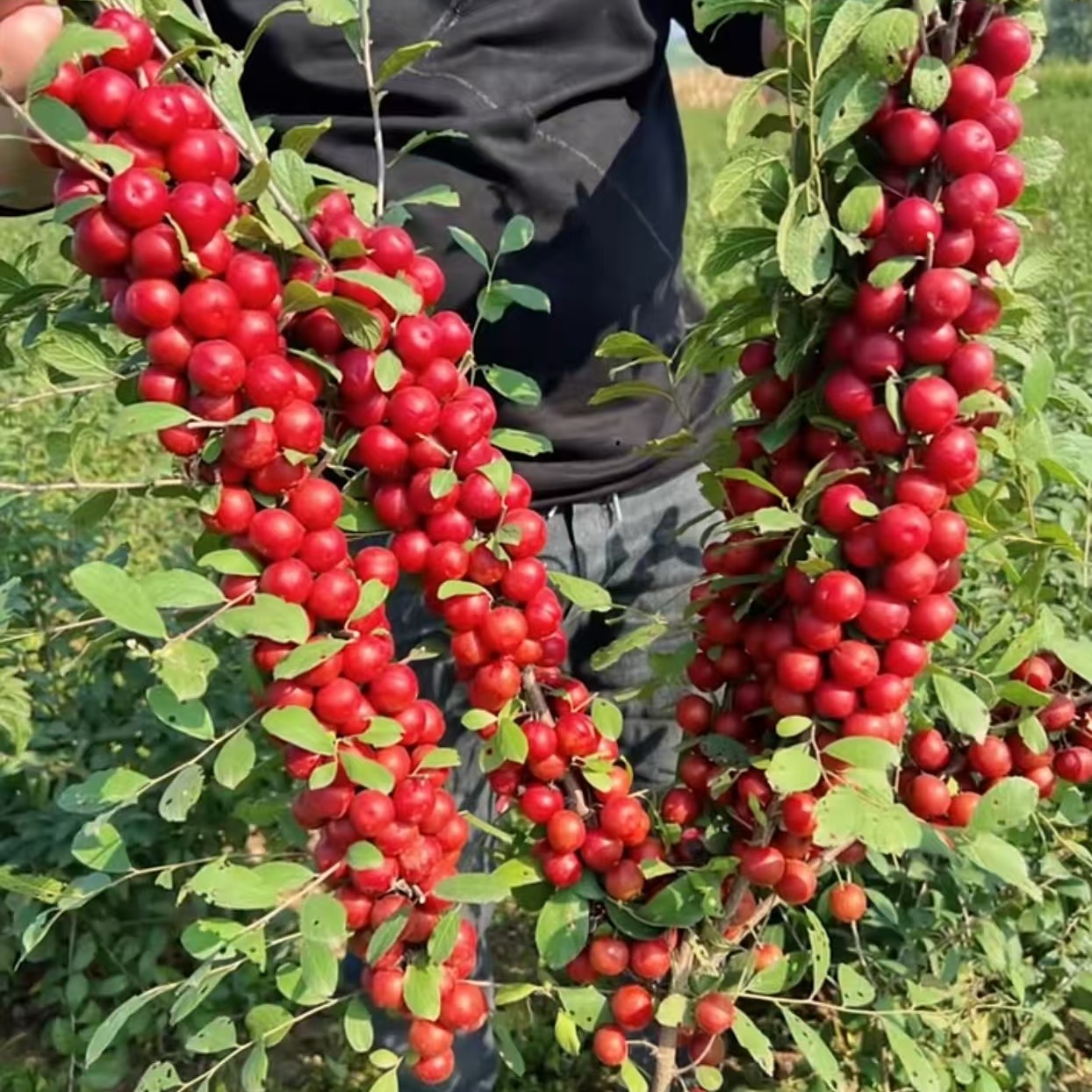 中华钙果二年苗 树苗成活率高 根系发达 品种保真诚信经营