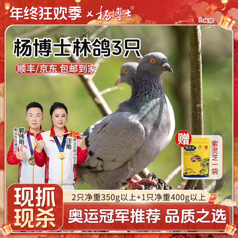 【三只皖南林鸽】杨博士原生态散养鸽子原粮饲喂低脂高蛋白新鲜现杀