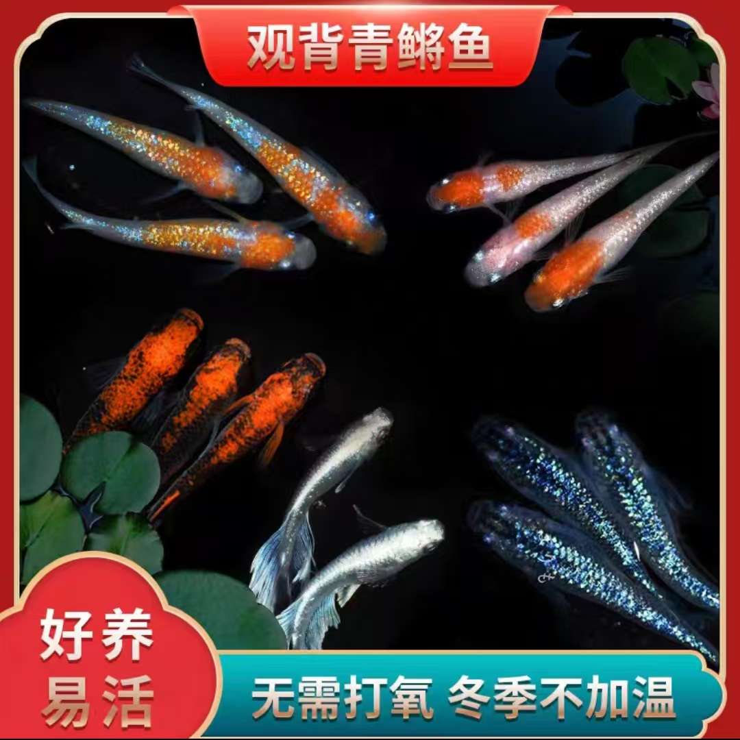 观背青鳉 冷水鱼 不打氧好养活 球体 小型鱼 观赏鱼锦鲤 青鳉鱼苗