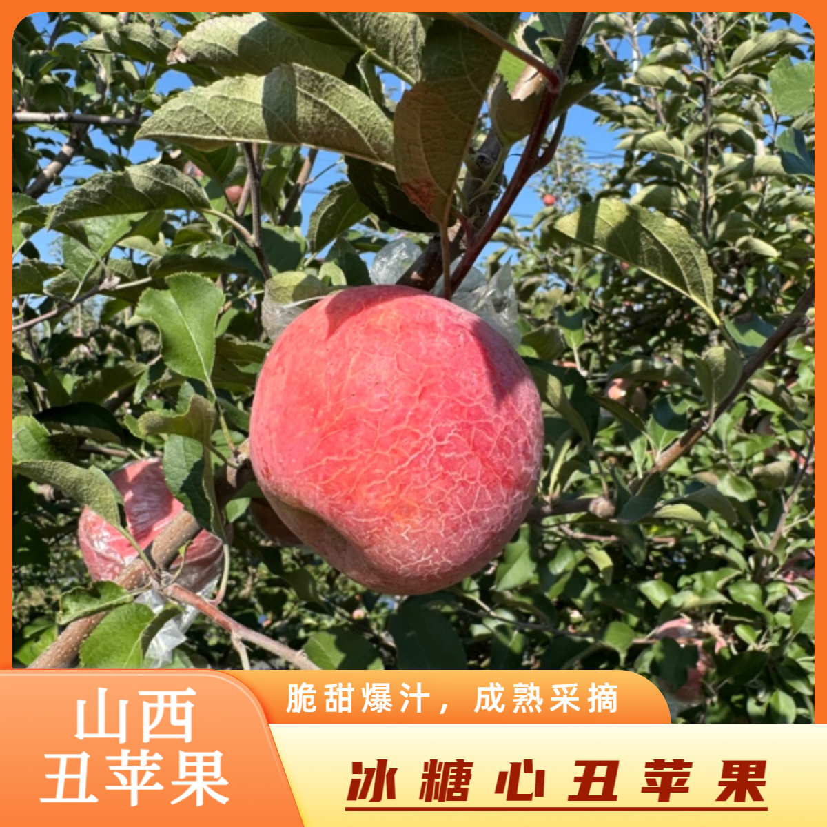 【山西 丑苹果】孕妇推荐水果脆甜多汁薄皮冰糖心苹果新鲜现摘当季