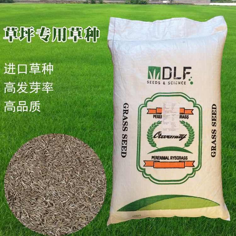 多年生黑麦草欧力美蓝标播种草坪专用护坡固土草皮生长速度快耐寒