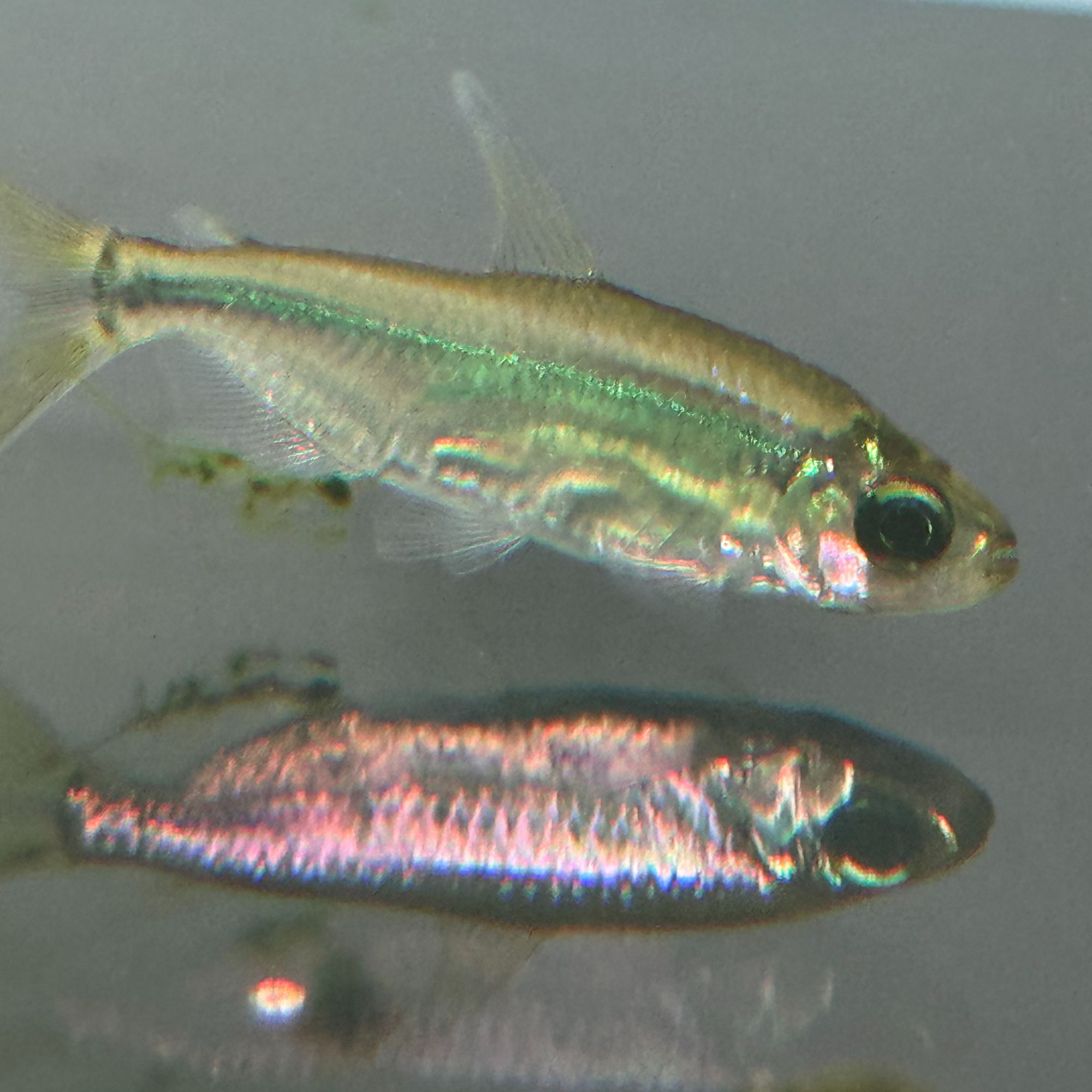 【稀有尖货】发新疆、东三省热带灯鱼魔鬼鱼小型鱼野采保真品质合集