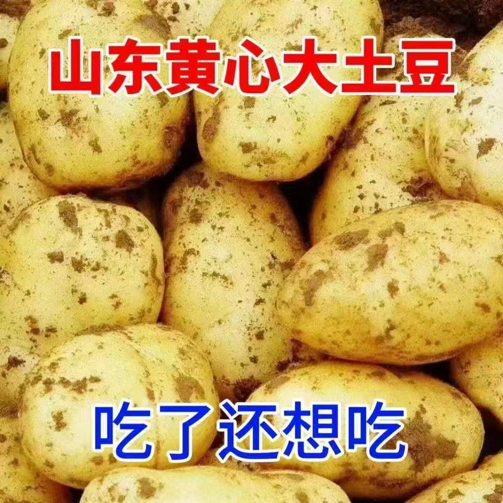 山东正宗黄心荷兰土豆便宜新鲜现挖箱装包邮当季蔬菜洋芋新鲜美味