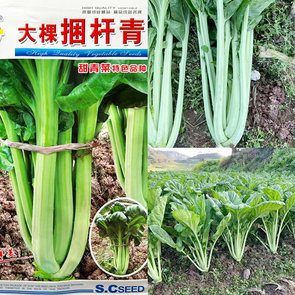 大棵捆杆青菜种子 芽菜种子甜杆青菜种子牛耳朵青菜 抗病耐热耐寒