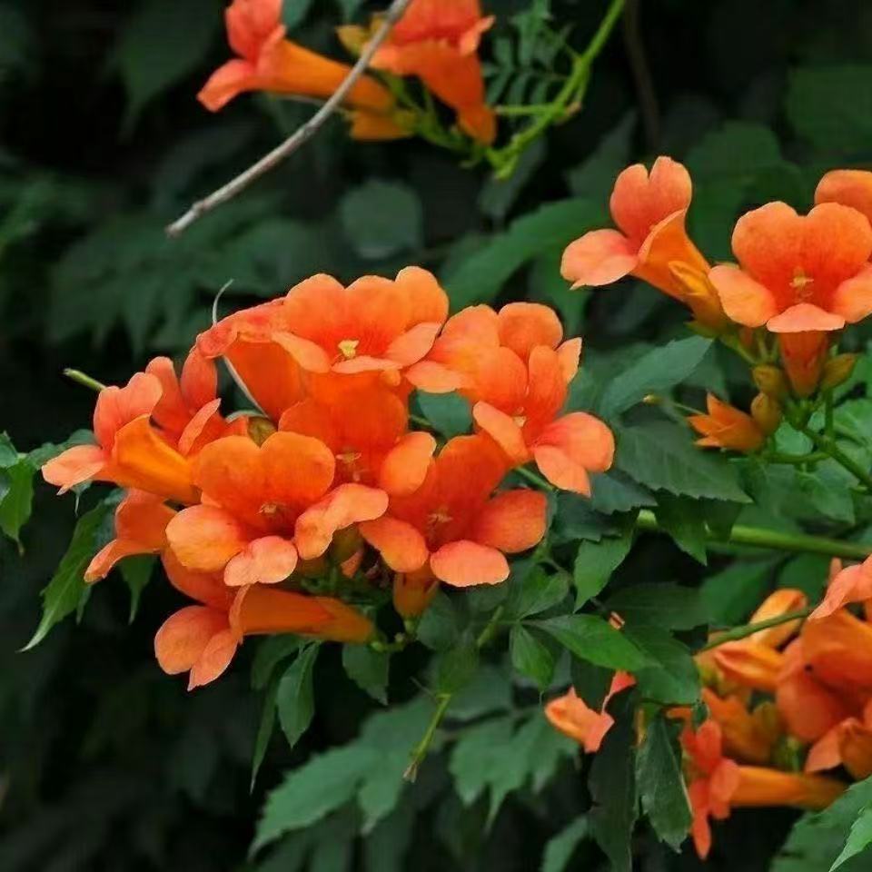 凌霄花种子美国庭院爬藤适宜攀缘植物倒挂金钟炮仗花四季种籽