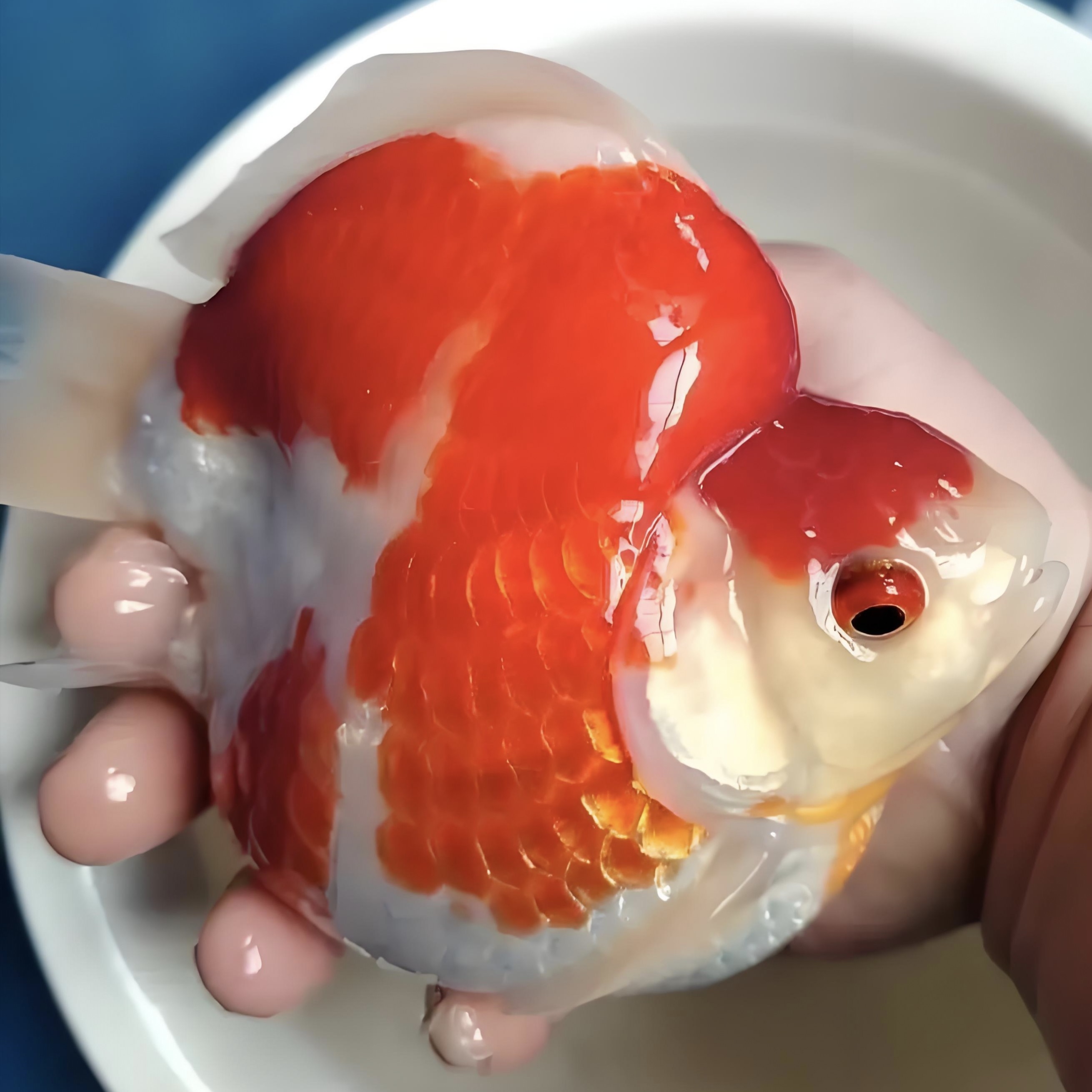 进口高档观赏鱼：玉鲭、渔场直发