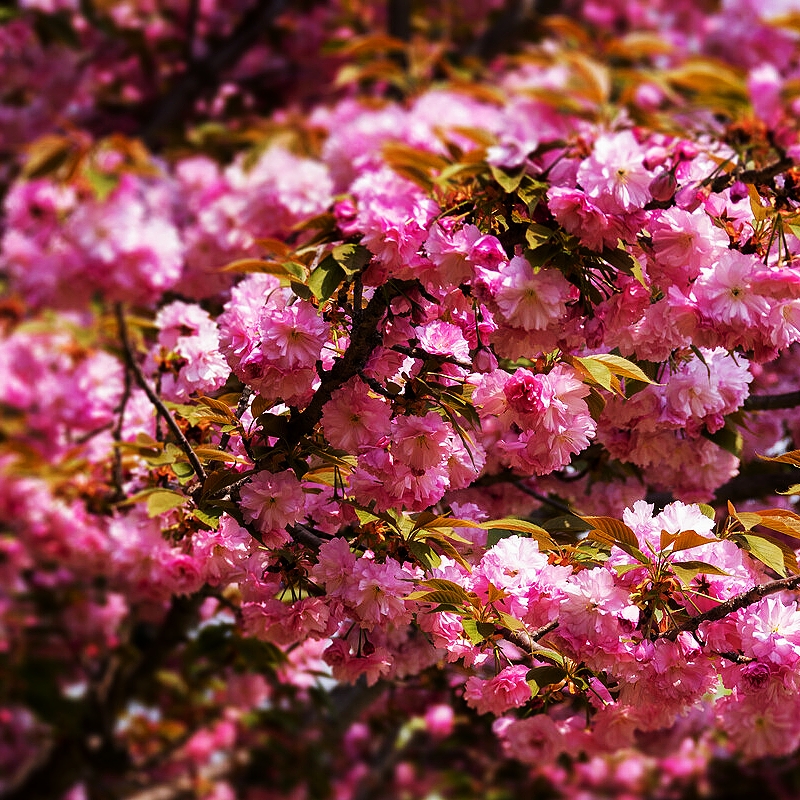 樱花树苗日本樱花苗晚樱重瓣当年开花庭院耐寒植物风景树易活