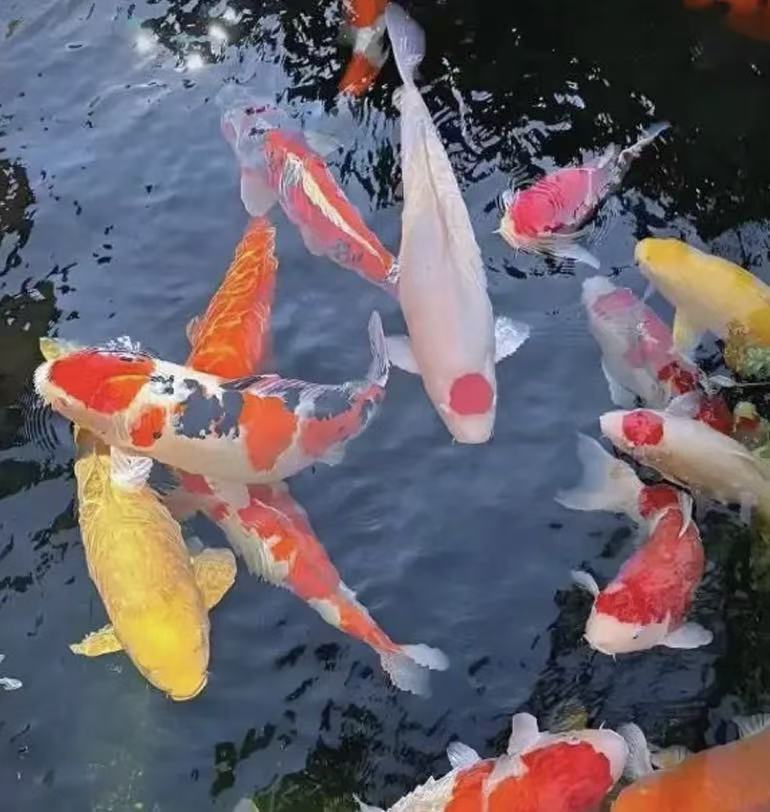 (包邮）渔场直发锦鲤观赏鱼好养鱼冷水鱼活物包损（以直播间为准）