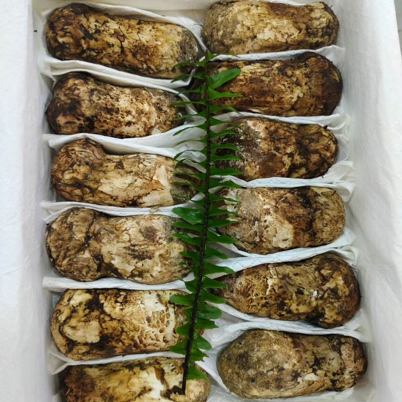 Z云南香格里拉新鲜松茸食用松茸云南新鲜批发包邮食用刺身黄油煎