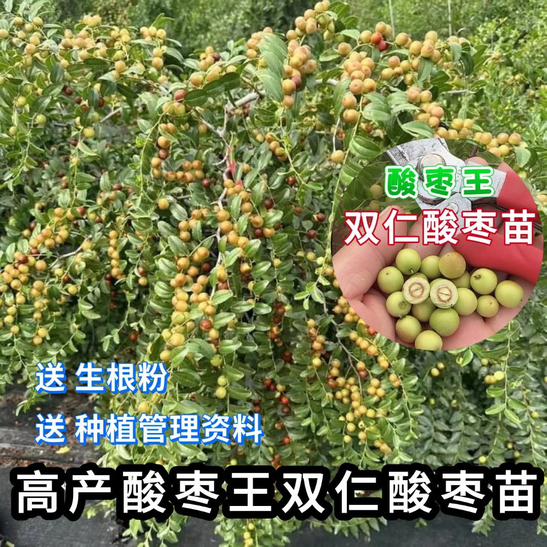 酸枣树苗药用高产晋酸3号酸枣苗南北方种植 耐寒耐旱当年结果苗