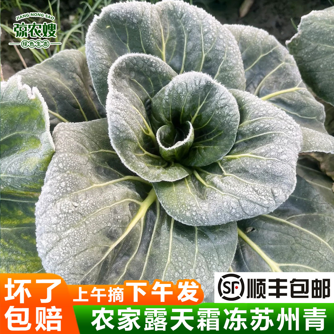 【顺丰包邮】苏北露天霜冻青菜新鲜农家自种苏州青大青菜油菜矮脚菜