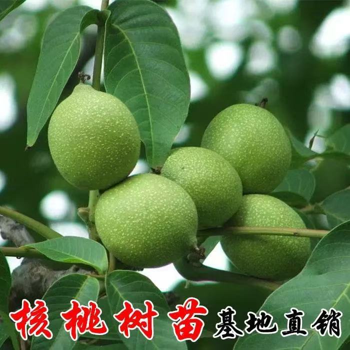 纸皮核桃树苗南北方地栽庭院盆栽种植嫁接薄皮核桃果树苗当年结果