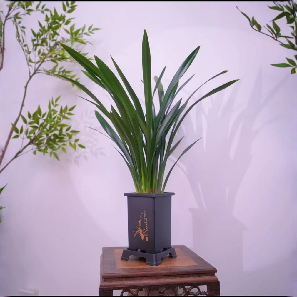 墨兰盆栽四季常青好养护适合室内阳台办公室观赏