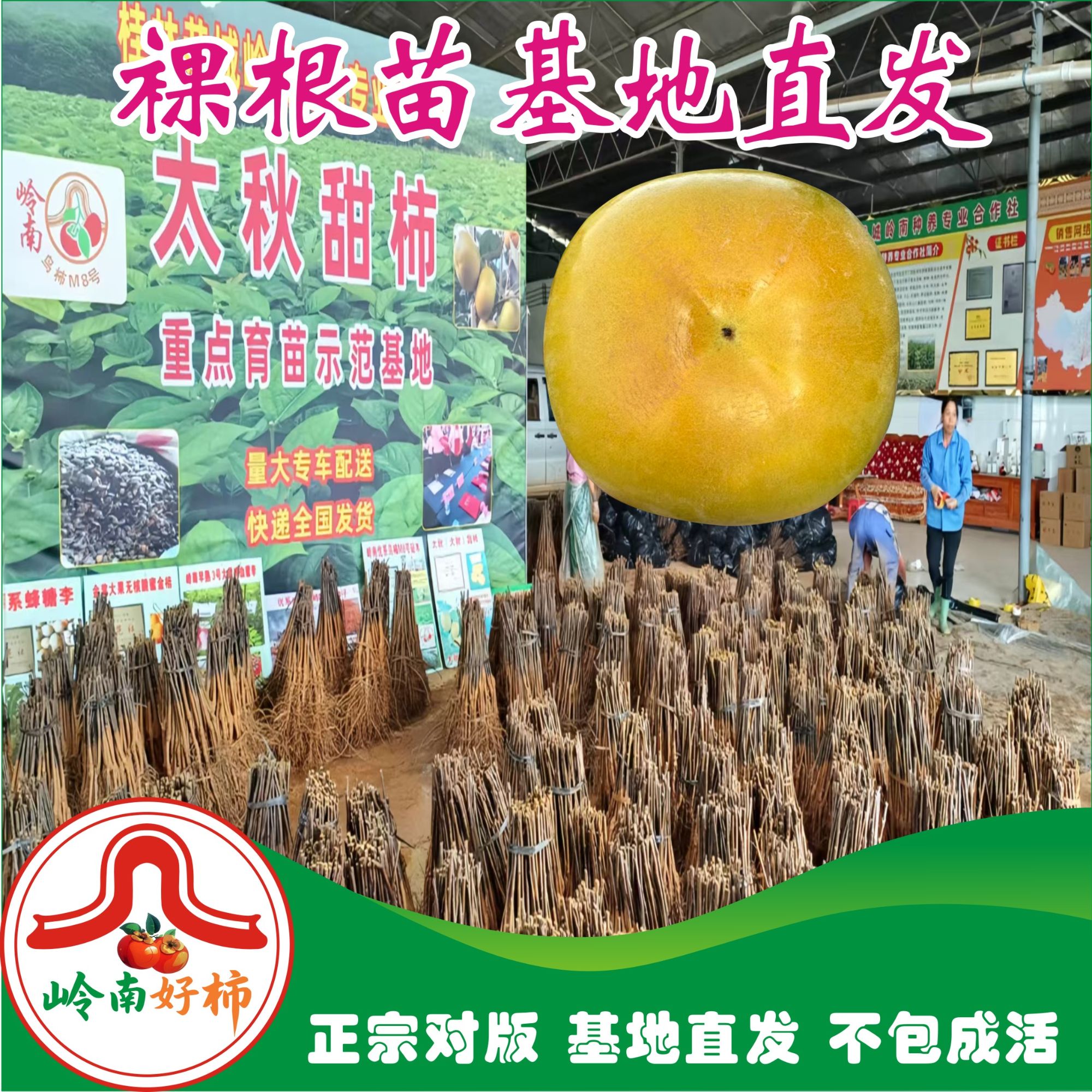 太秋甜柿裸根苗 冰糖心脆甜不涩 太秋脆甜柿 柿子树苗 正宗对版