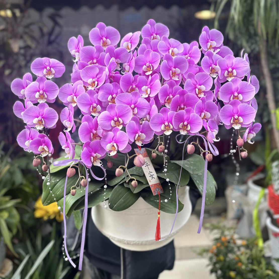 【新品蝴蝶兰~80后花大叔】