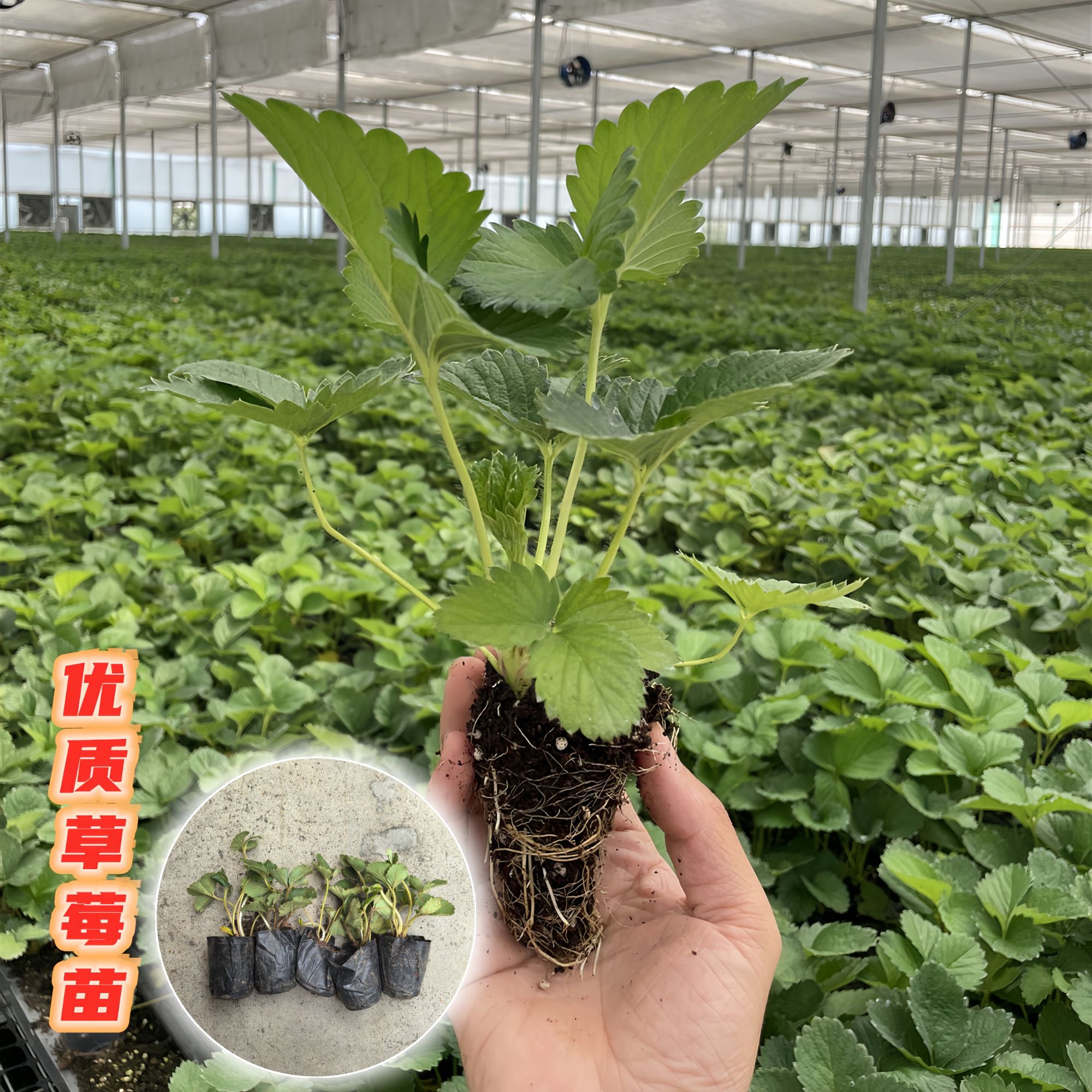 草莓苗穴盘草莓苗四季结果盆栽苗白色草莓苗粉色草莓苗奶油草莓苗