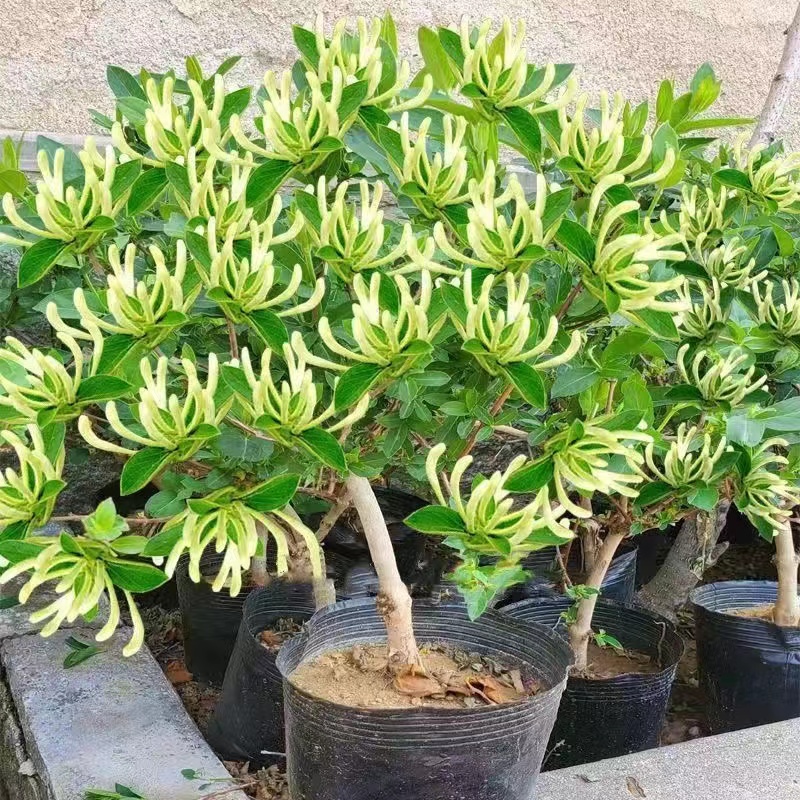 5年苗买一送一 金银花苗盆栽地栽室内耐寒金银花树苗南北方四季