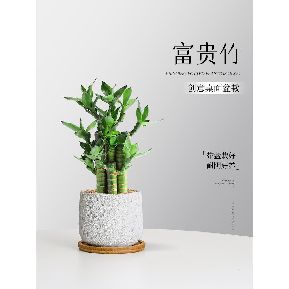 步步高富贵竹小盆栽室内办公桌面绿植北欧解压懒人好养植物易养护