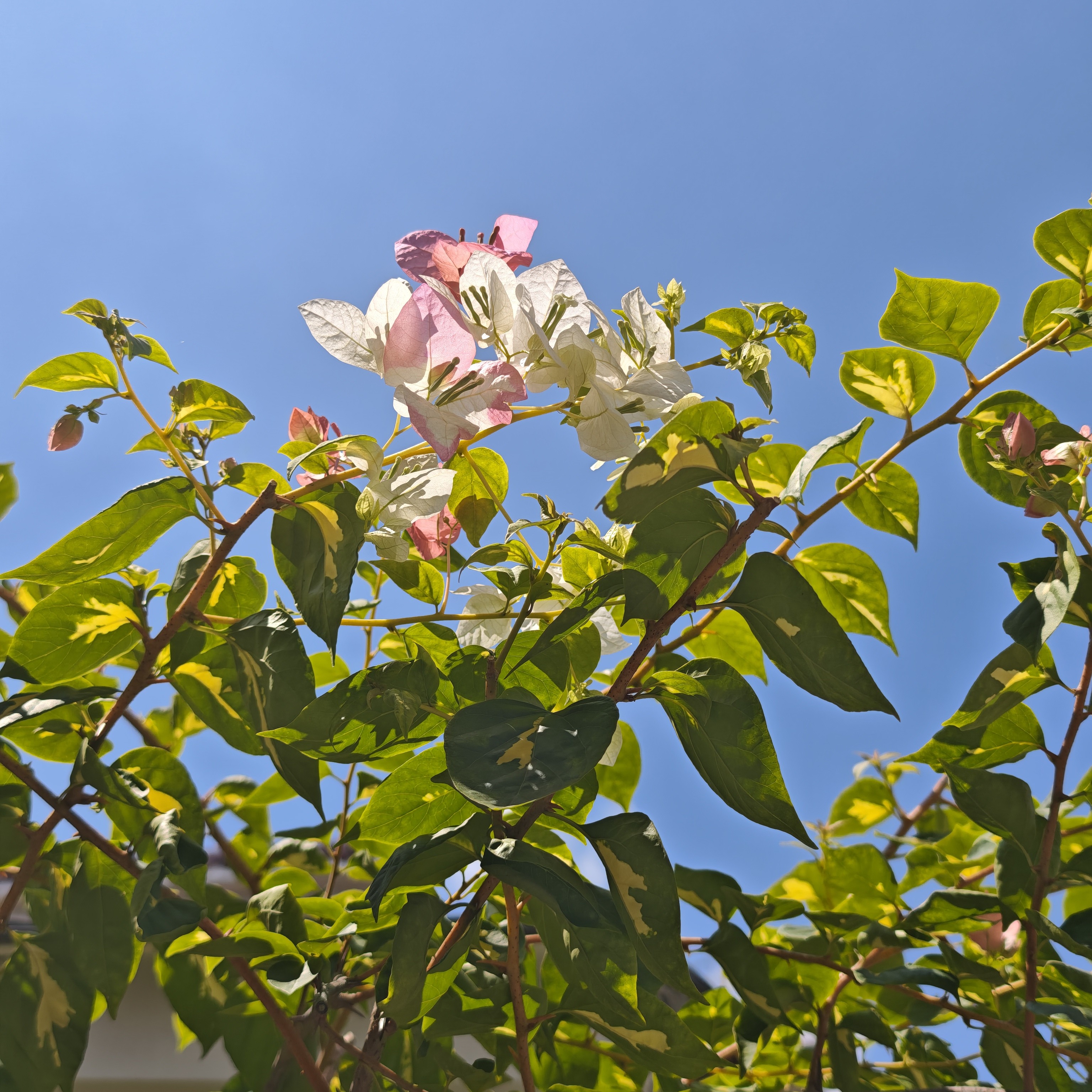 三角梅老桩高飘 三角梅老桩 三角梅 老桩三角梅
