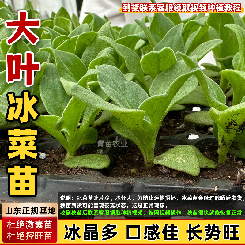 【带保护壳发货】大叶水晶冰菜苗自带天然植物盐可阳台盆栽四季种植